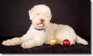 Lagotto Romagnolo